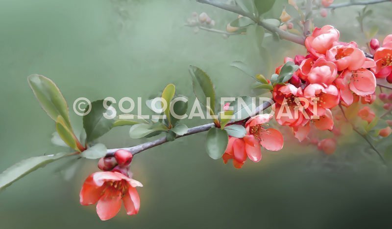 Calendario da tavolo Colori della Natura
