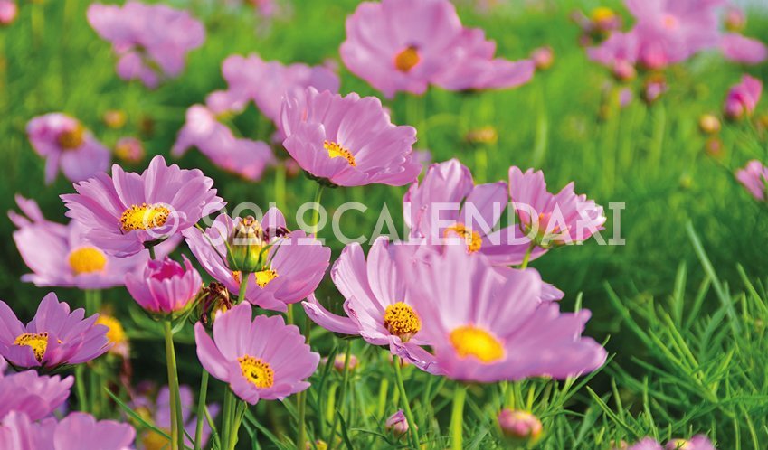 Calendario fotografico Flowers