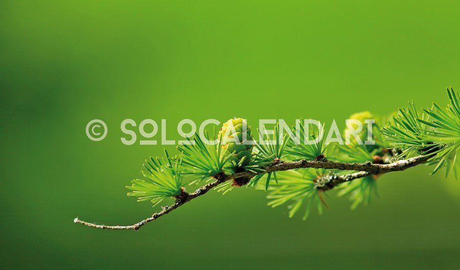 Calendario fotografico Verde Naturale